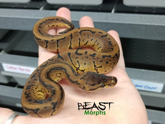 Acid Pin Het Desert Ghost Ball Python by Beast Morphs