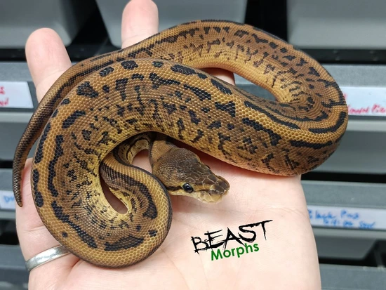 Black Pastel Leo Pin DH: Axanthic Vpi Pied Ball Python by Beast Morphs