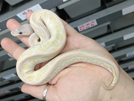 Super Mystic Spotnose Clown Ball Python by Beast Morphs