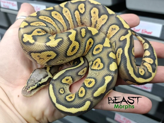Stranger Hypo Pastel 66% Het Clown Ball Python by Beast Morphs