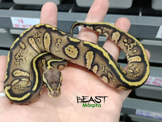 Stranger Pastel Het Hypo Ball Python by Beast Morphs
