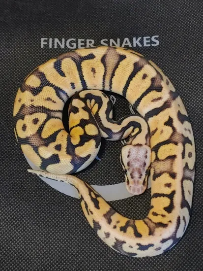 Firefly Het Clown Ball Python by Finger Snakes