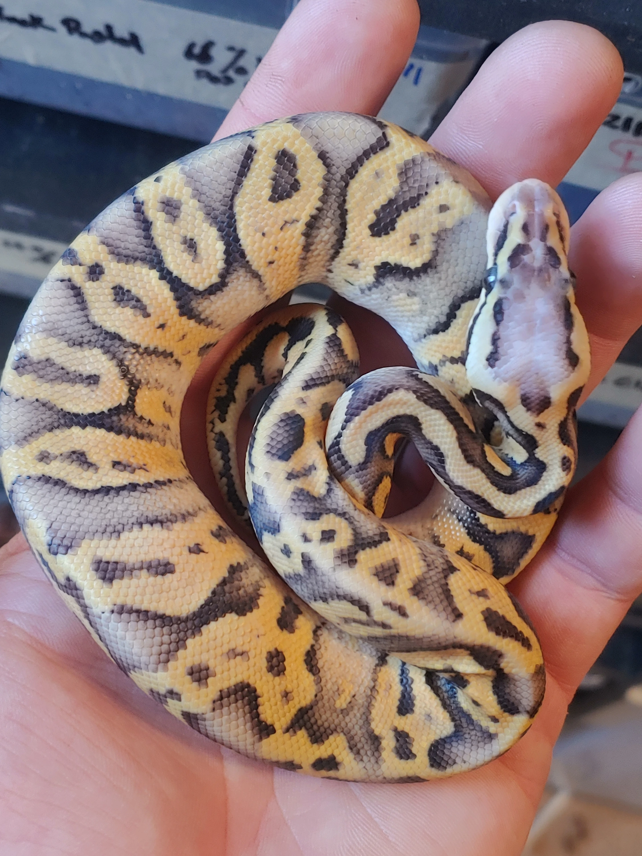 Black Pewter HGW ++ 50% Het Lavander Ball Pythons by Finger Snakes