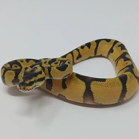 Enchi Pastel Het Pied Ball Python by Finger Snakes
