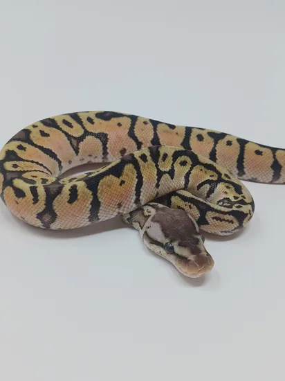 Pastel HGW Ball Python by Finger Snakes
