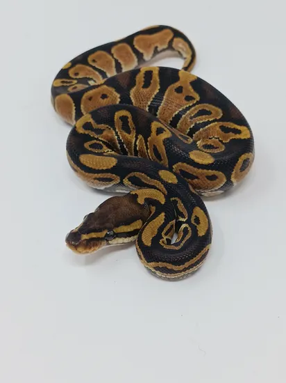 Het Genetic Stripe Ball Python by Finger Snakes