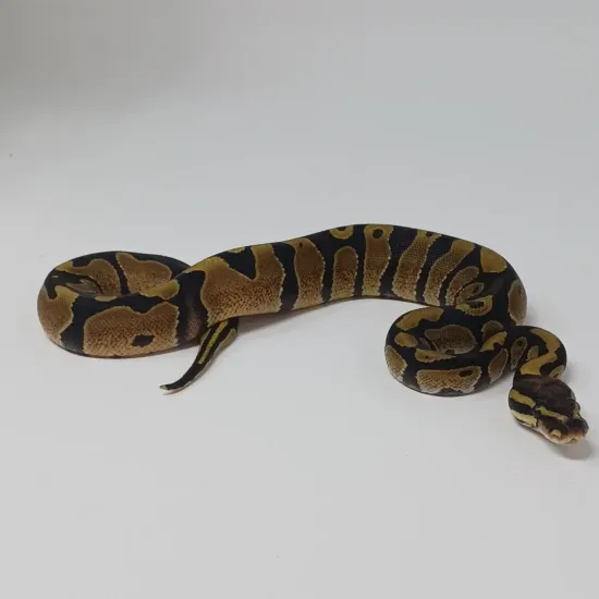 Enchi 66% Het Lavander Albino 50% Het Clown Pos Het Pied Ball Python by ...