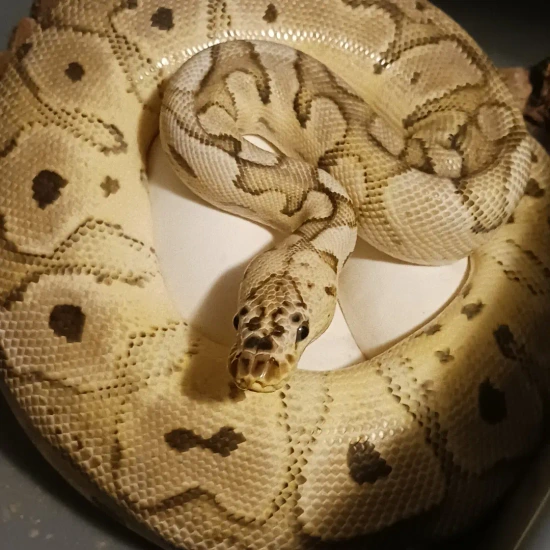 Pastel Clown Ball Python by Finger Snakes