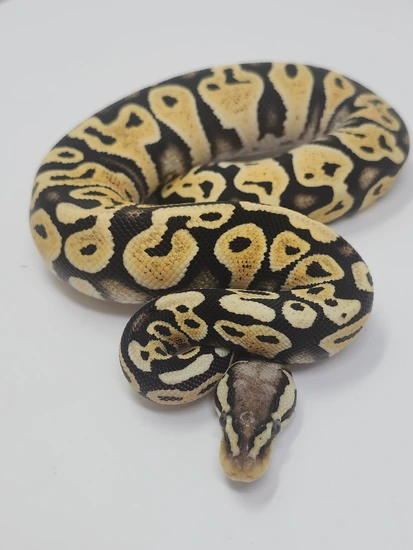Pastel Lace Het Clown Ball Python by Finger Snakes