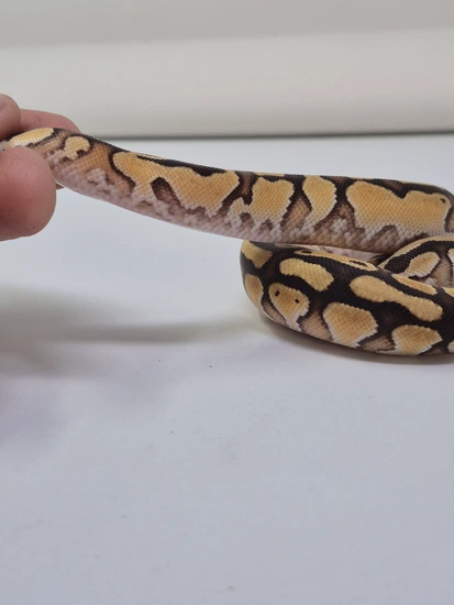 Special Enchi Pastel Het Pied 50% Het Grail Ball Python by Finger Snakes