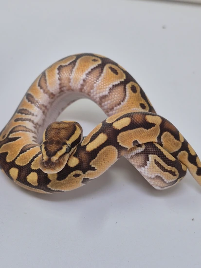 Special Enchi Het Pied 50% Het Grail Ball Python by Finger Snakes