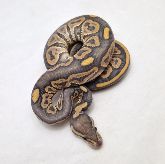 Black Pastel Hypo Het Desert Ghost Ball Python by ProHerper