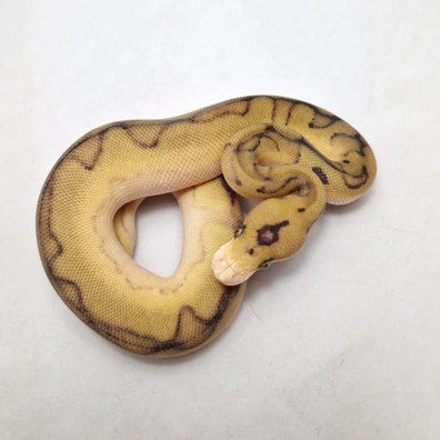 Enchi (Leopard) Champagne Clown Het Pied Ball Python - unknown for sale from ProHerper