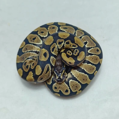 Het Neo Ball Python - female for sale from ProHerper