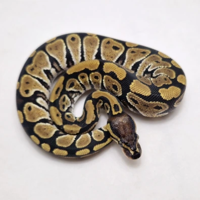 Het Neo Ball Python - female for sale from ProHerper