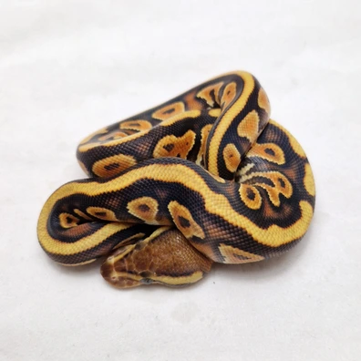 Enchi Black Pastel Cypress Yb Triple Het Clown Dg Hypo Ball Python - female for sale from ProHerper