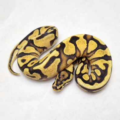 Enchi Spotnose Yb Triple Het Dg Clown Genetic Stripe Ball Python - female for sale from ProHerper