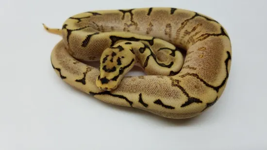 Spider Fire Yellowbelly Ball Python by VIP Morphs