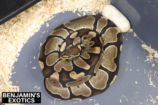 Chocolate Ball Python by Benjamin's Exotics