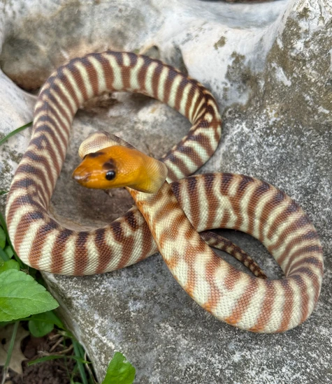 2025 1.0 Super Banded Woma 🦓 Woma Python by Fieldstone Herpetoculture