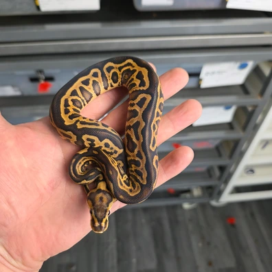 Black Pastel Leopard YB Crypton Pos Special And Redstripe ( UK ONLY ) Ball Python - female for sale from Ben Ogden Reptiles Ltd