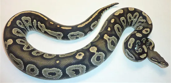 Black Head Ghost Possible Het Pied Ball Python by BSR Auctions