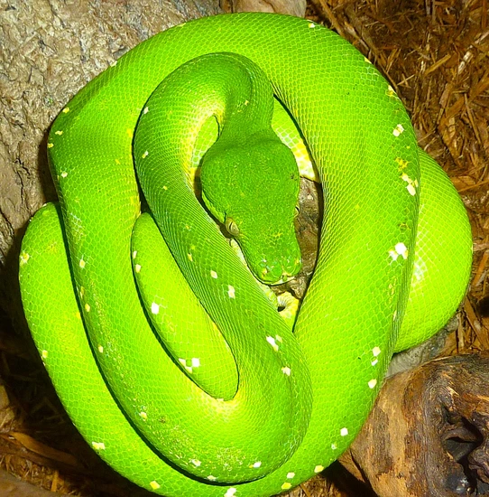 "aru” Locality Green Tree Python by BSR Auctions