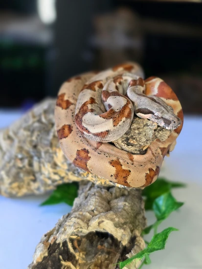 Pos Super Hypo Boa Constrictor by CB's Boas