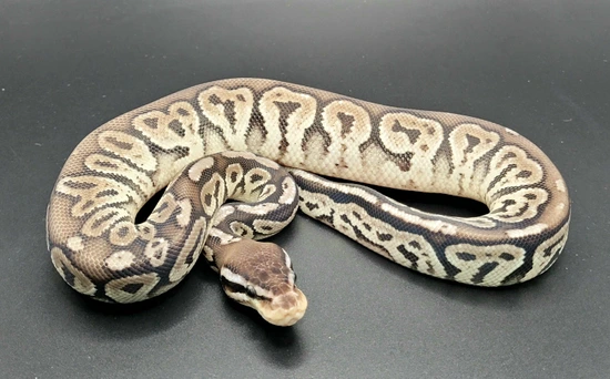 Black Pewter VPI Ball Python by Bentleys Ballys