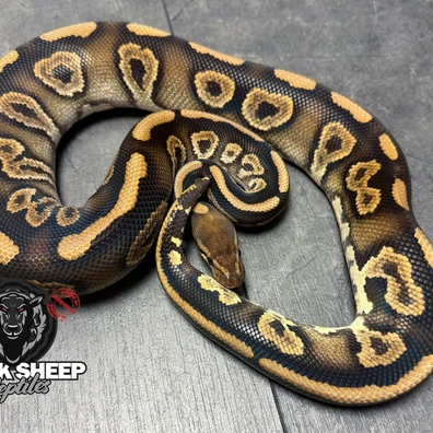 For Houten - Black Pastel Chocolate Het Clown Ball Python - male for sale from Blacksheepreptiles.com