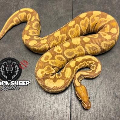 For Houten - OD Hurricane Ultramel Ball Python - male for sale from Blacksheepreptiles.com
