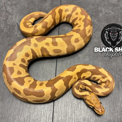 For Houten - Leopard Ultramel Het Clown Ball Python - male for sale from Blacksheepreptiles.com
