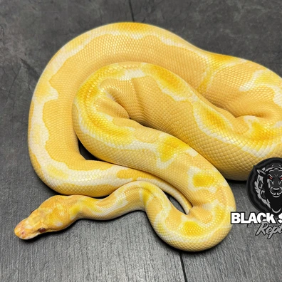 For Houten - Leopard Lavender Albino Clown Het Piebald Ball Python - male for sale from Blacksheepreptiles.com