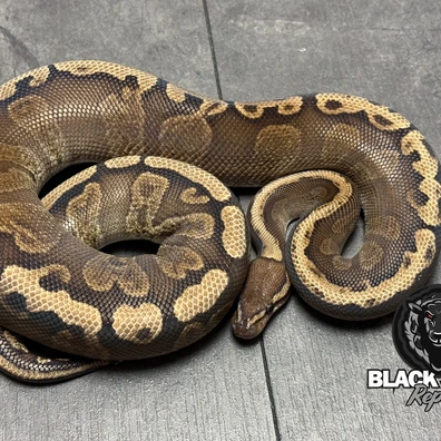 Red Stripe GHI DH Desert Ghost / Ultramel Ball Python - male for sale from Blacksheepreptiles.com