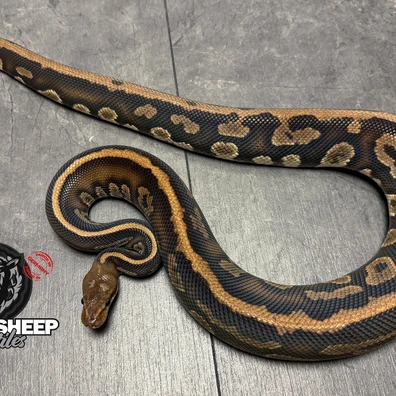 For Houten - Leopard Stranger Het Ultramel 50% Pos. Het Clown Ball Python - male for sale from Blacksheepreptiles.com