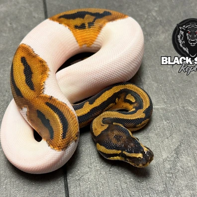 For Houten - Piebald Het Ultramel Ball Python - male for sale from Blacksheepreptiles.com