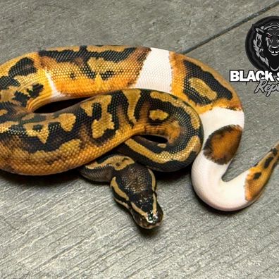 For Houten - Piebald Het Ultramel Ball Python - male for sale from Blacksheepreptiles.com