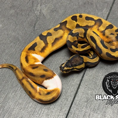 For Houten - Enchi Piebald Het Ultramel Ball Python - female for sale from Blacksheepreptiles.com
