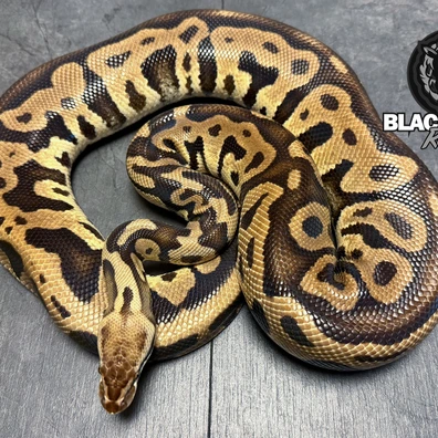 For Houten - Leopard Pastel DH Clown / Lavender Albino Ball Python - female for sale from Blacksheepreptiles.com