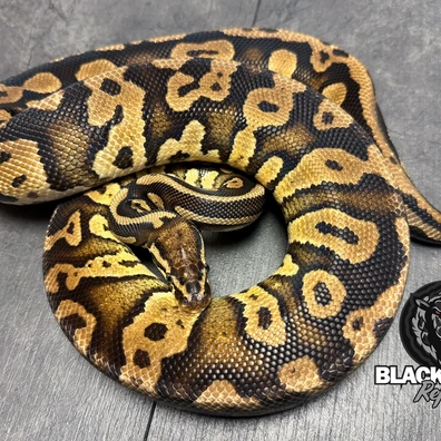 For Houten - Pastel Confusion Het Piebald Ball Python - female for sale from Blacksheepreptiles.com
