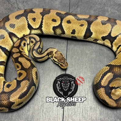 For Houten - Pastel DH DG / Clown Ball Python - female for sale from Blacksheepreptiles.com
