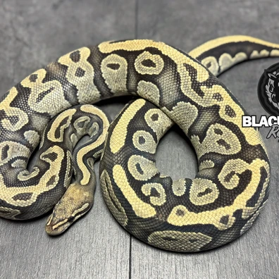 Hypo Het Piebald Ball Python - female for sale from Blacksheepreptiles.com