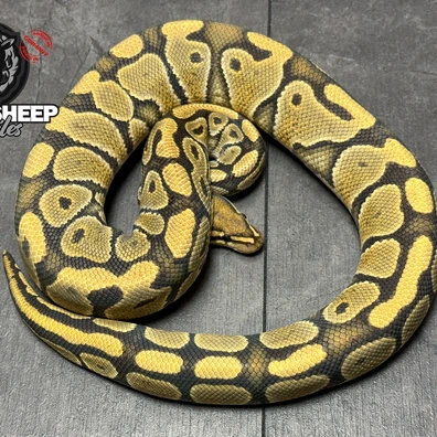 For Houten - Hypo DH Clown Desert Ghost Ball Python - male for sale from Blacksheepreptiles.com