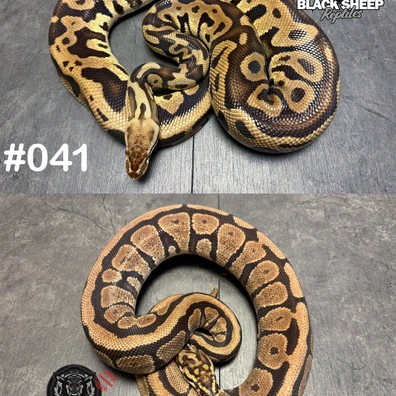 Houten ONLY - 4 Big Proven Breeder Females