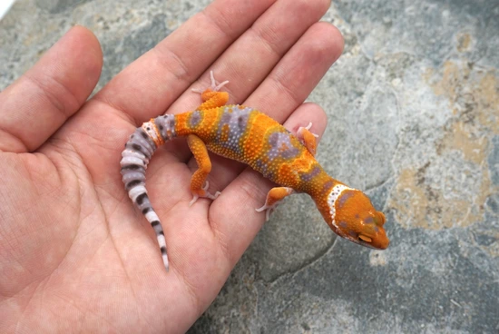 Atomic Inferno Clown Pos Het Tremper And Eclipse Leopard Gecko by ...