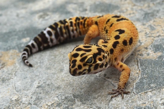 Atomic Inferno Clown Pos Het Tremper Leopard Gecko by BettaGecko