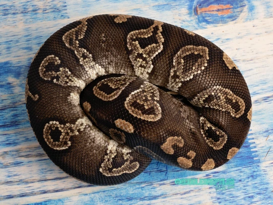 Mojave Jedi Grim Proven Breeder Ball Python by Gobble’s Reptiles