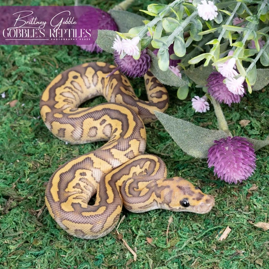 Acid Butter Clown Ball Python by Gobble’s Reptiles