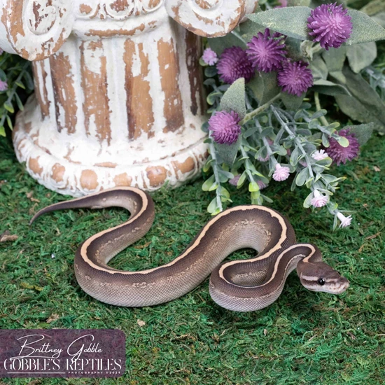 Stranger Acid Butter Het Clown Ball Python by Gobble’s Reptiles