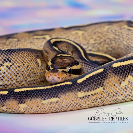 Freeway Het Clown Ball Python by Gobble’s Reptiles